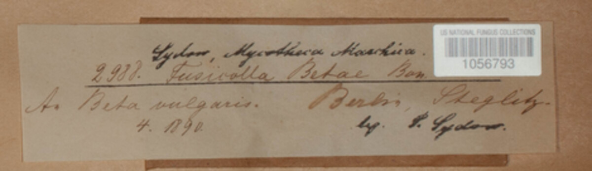 Fusicolla betae image